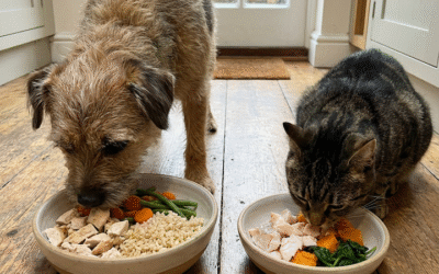 How Can You Spot a Truly Health-Conscious Pet Food