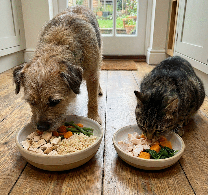 How Can You Spot a Truly Health-Conscious Pet Food