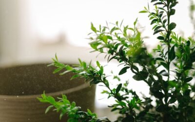 Does Sustainability Matter & How Does Nibble & Wag Do It?