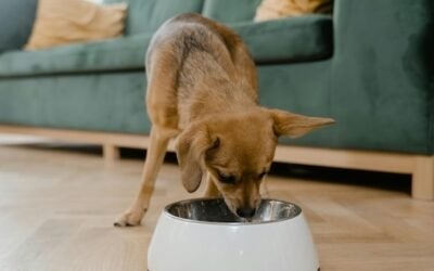 How to Choose the Right Ingredients for Your Furry Friend